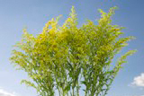 Fillers Aster  Solidago 6 Bunches