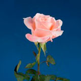 Pink Roses