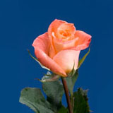 Peach-Pink Roses