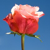 Cherry Brandy Roses
