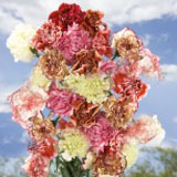 Regular Carnations