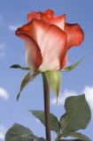 Assorted Color Roses