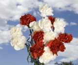 Christmas Colors 200 Short Carnations