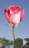 Verdi 75 Long Roses