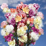 Novelty Colors 200 Short Carnations