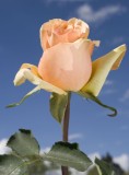 Peach-Pink Roses