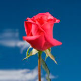 Hot Princess Roses