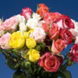 Assorted Color Spray Roses