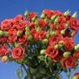 Red Spray Roses