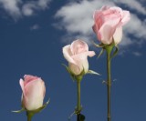 Light Orlando 250 Short Roses