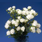White 90 Medium Spray Roses