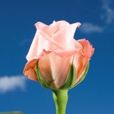 Engagement Super Premium Roses 125