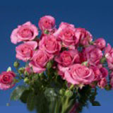 Hot Pink Spray Roses