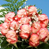 Rose Dozens