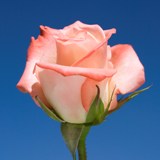 Alex Roses