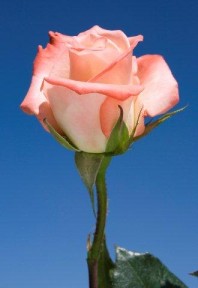 Alex 75 Long Roses