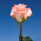 Alex 100 Medium Roses