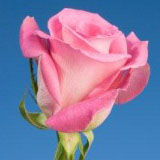 Attache Roses