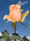 Azafran 75 Long Roses