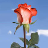 Blush 75 Long Roses