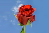 Charlotte Roses