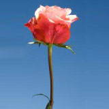Cherry Brandy 75 Long Roses