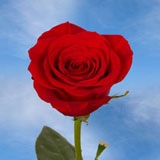 Classy Roses