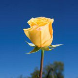 Conga 75 Long Roses