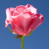 Eliza Roses