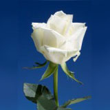 Escimo 75 Long Roses