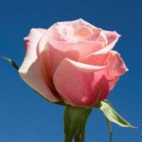 Exciting Roses