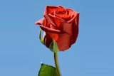 Forever Young Roses