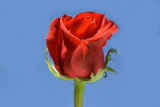 Freedom 75 Long Roses