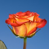 Friendship Roses