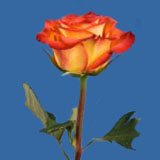 Bi-Color Roses