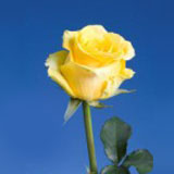 Yellow Roses