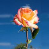High & Magic 150 Long Roses