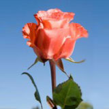 Iguana 75 Long Roses