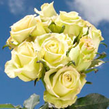 Jade Roses