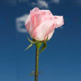 Light Orlando Roses