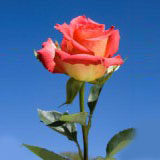 Lipstick 75 Long Roses