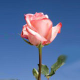 Michelle 75 Long Roses