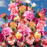 Spray Carnations