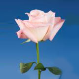 New Vogue 75 Long Roses
