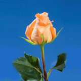 Orange Unique Roses