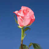 Orlando 75 Long Roses