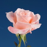 Pink Roses