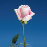 Rosita Vendela 75 Long Roses