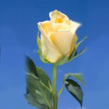 Skyline 75 Long Roses