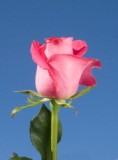 Sweet Unique 75 Long Roses